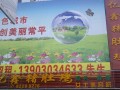 常平亿鑫猪肚鸡 (10)
